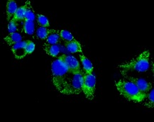 Immunofluorescence analysis of HepG2 cells labeling TUFM with ab175199 at a 1/50 dilution (green). DAPI nuclear staining (blue).