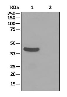Western blot analysis on immunoprecipitation pellet from (Lane 1) HepG2 cells lysate or (Lane 2) 1X PBS (negative control) using ab175199 at a 1/10 dilution and HRP-conjugated anti-Rabbit IgG preferentially detecting the non-reduced form of rabbit IgG.