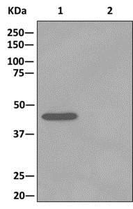 Immunoprecipitation. ab173300 at 1/10000 staining TUFM immunoprecipitated from HeLa lysate using ab173300 at 1/10.Lane 2: 1X PBS (negative control).