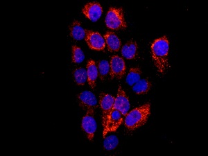 Immunofluorescent analysis of A431 cells labeling TUFM with ab173300 at 1/100.