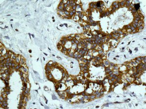 Immunohistochemical analysis of paraffin embedded Human breast tissue labeling TUFM with ab173300 at 1/100.