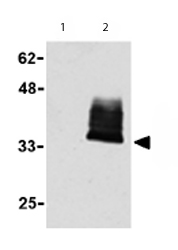 All lanes : Anti-TWEAKR antibody (ab62496) at 1 µg/mlLane 1 : mock transfected 293 cells Lane 2 : Fn14-GPI transfected 293 cellsLysates/proteins at 15 µg per lane.