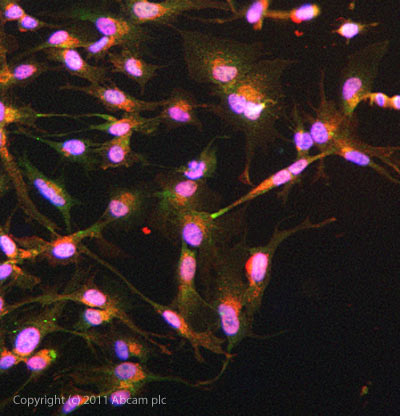 ICC/IF image of ab85089 stained HepG2 cells. The cells were 4% PFA fixed (10 min) and then incubated in 1%BSA / 10% normal goat serum / 0.3M glycine in 0.1% PBS-Tween for 1h to permeabilise the cells and block non-specific protein-protein interactions. The cells were then incubated with the antibody (ab85089, 5µg/ml) overnight at +4°C. The secondary antibody (green) was ab96899 Dylight 488 goat anti-rabbit IgG (H+L) used at a 1/250 dilution for 1h. Alexa Fluor® 594 WGA was used to label plasma membranes (red) at a 1/200 dilution for 1h. DAPI was used to stain the cell nuclei (blue) at a concentration of 1.43µM.