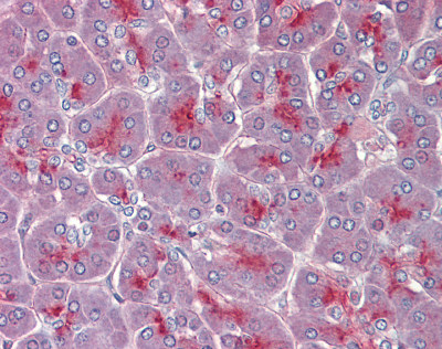 ab111145, at 3.75 µg/ml, staining Two pore calcium channel protein 2 in formalin fixed, paraffin embedded Human pancreas tissue by Immunohistochemistry. Followed by biotinylated secondary antibody, alkaline phosphatase streptavidin and chromogen.