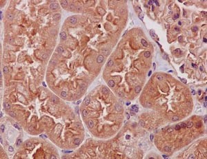Immunohistochemical analysis of paraffin-embedded Human kidney tissue labeling TXNIP with ab188865 at 1/250 dilution followed by prediluted HRP Polymer for Rabbit IgG. Counter stained with Hematoxylin.