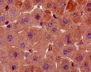 Immunohistochemical analysis of paraffin-embedded Mouse liver tissue labeling TXNIP with ab188865 at 1/250 dilution followed by prediluted HRP Polymer for Rabbit IgG. Counter stained with Hematoxylin.
