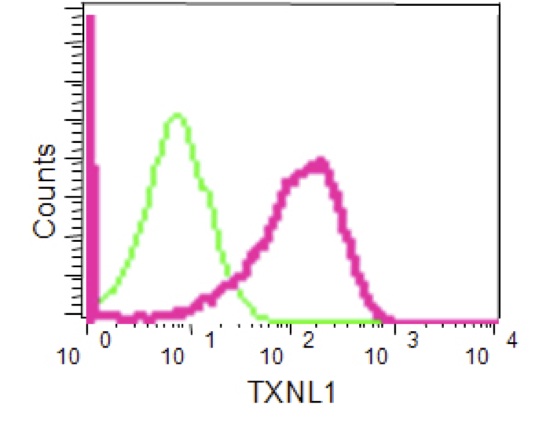Flow Cytometric analysis of 293 cells (paraformaldehyde-fixed, 2%) labeling TXNL1 with ab188328 at 1/80 dilution (red) or a rabbit IgG (negative) (green), followed by Goat anti rabbit IgG (FITC) secondary at 1/150 dilution.