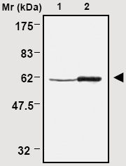 Immunoprecipitation analysis of HeLa cell lysates using ab16851.Lane 1: Input.Lane 2: Precipitates.