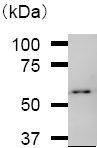 Immunoprecipititation analysis using 10ug ab50961 per 500ug RIPA HeLa cell lysate. Immunoblot using ab50961 at 1/100 dilution and TrueBlotTM anti-mouse IgG at 1/1000 as secondary antibody.