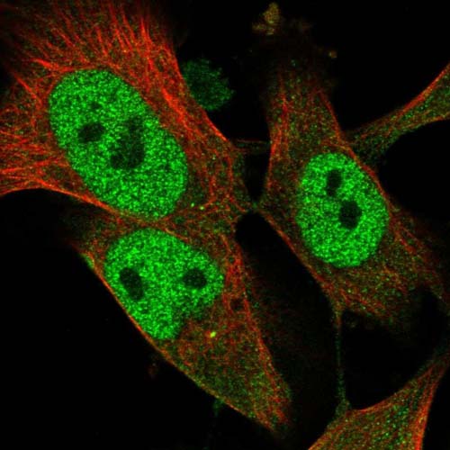 Immunofluorescent staining of Human cell line U-251MG shows positivity in nucleus but not nucleoli and centrosome. Recommended concentration of ab122106 1-4 µg/ml. Cells treated with PFA/Triton X-100.