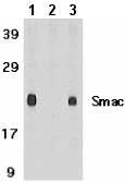 All lanes : Anti-Smac / Diablo antibody (ab8115) at 1 µg/mlLane 1 : Mouse heart tissue lysate with absence of blocking peptideLane 2 : Mouse heart tissue lysate with presence of blocking peptideLane 3 : Rat heart tissue lysate with absence of blocking peptideObserved band size : 25 kDa (why is the actual band size different from the predicted?)