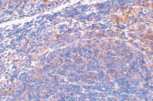 ab8115 at 2µg/ml staining of Smac/Diablo in mouse spleen tissue by IHC