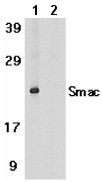 All lanes : Anti-Smac / Diablo antibody (ab8114) at 1 µg/mlLane 1 : human heart tissue lysate with absence of blocking peptideLane 2 : human heart tissue lysate with Smac / Diablo peptide (ab8380)