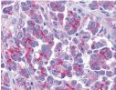 ab8114 at 5µg/ml staining Smac/Diablo in human ovary tissue by IHC