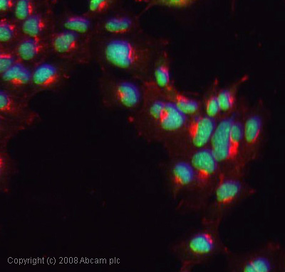 ICC/IF image of ab12290 stained human HEK 293 cells. The cells were methanol fixed (5 min), permabilised in 0.1% PBS-Tween (20 min) and incubated with the antibody (ab12290, 1µg/ml) for 1h at room temperature. 1%BSA / 10% normal goat serum / 0.3M glycine was used to block non-specific protein-protein interactions. The secondary antibody (green) was Alexa Fluor® 488 goat anti-rabbit IgG (H+L) used at a 1/1000 dilution for 1h. Alexa Fluor® 594 WGA was used to label plasma membranes (red). DAPI was used to stain the cell nuclei (blue). This antibody also gave a positive IF result in HepG2 and MCF7 cells.
