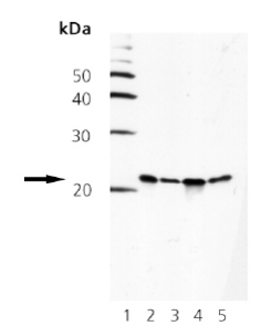 All lanes : Anti-Smac / Diablo antibody [79-1-83] (ab69509) at 1 µg/mlLane 1 : MW markerLane 2 : 293 cell lysateLane 3 : Hela cell lysateLane 4 : Jurkat cell lysateLane 5 : Vero cell lysatedeveloped using the ECL technique