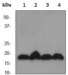 All lanes : Anti-UBE2I / UBC9 antibody [EP2938Y] - ChIP Grade (ab75854) at 1/10000 dilutionLane 1 : U937 cell lysateLane 2 : HeLa cell lysateLane 3 : Jurkat cell lysateLane 4 : HUVEC cell lysateLysates/proteins at 10 µg per lane.SecondaryGoat anti-rabbit HRP at 1/1000 dilution