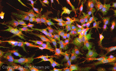 ICC/IF image of ab25885 stained HepG2 cells. The cells were 100% methanol fixed (5 min) and then incubated in 1%BSA / 10% normal goat serum / 0.3M glycine in 0.1% PBS-Tween for 1h to permeabilise the cells and block non-specific protein-protein interactions. The cells were then incubated with the antibody (ab25885, 5µg/ml) overnight at +4°C. The secondary antibody (green) was ab96899, DyLight® 488 goat anti-rabbit IgG (H+L) used at a 1/250 dilution for 1h.Alexa Fluor® 594 WGA was used to label plasma membranes (red) at a 1/200 dilution for 1h. DAPI was used to stain the cell nuclei (blue) at a concentration of 1.43µM.