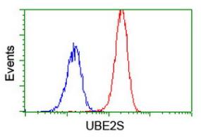 Flow cytometry image of Jurkat cells (red) or a nonspecific negative control antibody (blue) labelling UBE2S with ab131608 at a 1/100 dilution.