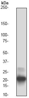 Anti-Smac / Diablo antibody [Y12] (ab32023) at 1/1000 dilution + Jurkat cell lysate
