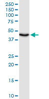 Anti-Ubiquinol-Cytochrome C Reductase Core Protein I antibody (ab88363) at 1 µg/ml + HepG2 cell lysate at 50 µgSecondaryGoat anti-Mouse IgG at 1/5000 dilution
