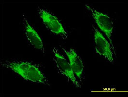 Immunofluorescence analysis of Ubiquinol-Cytochrome C Reductase Core Protein I in HepG2 cells using purified ab88363 at 20 µg/ml at 4 degrees o/n, followed by a fluorescein conjugated secondary antibody.