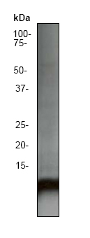 Anti-Ubiquitin antibody [EP296Y] (ab33893) at 1/2000 dilution + Hela cell lysate.