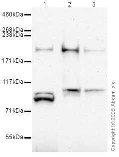 All lanes : Anti-UBR1 antibody (ab42420) at 1 µg/mlLane 1 : Skeletal Muscle (Human) Tissue Lysate - adult normal tissue (ab29330)Lane 2 : HeLa (Human epithelial carcinoma cell line) Whole Cell Lysate Lane 3 : HeLa (Human epithelial carcinoma cell line) Nuclear Lysate Lysates/proteins at 20 µg per lane.SecondaryGoat polyclonal to Rabbit IgG - H&L - Pre-Adsorbed (HRP) at 1/3000 dilutionPerformed under reducing conditions.