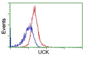 ab123939 at 1/100 dilution staining UCK in HeLa cells by Flow cytometry (Red) compared to a nonspecific negative control antibody (Blue).