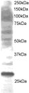 ab2714 staining (3µg/ml) of K562 lysate (RIPA buffer, 30µg total protein per lane). Primary incubated for 1 hour. Detected by western blot using chemiluminescence.