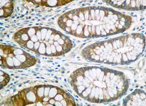Immunohistochemical analysis of paraffin embedded Human normal colon tissue using ab154817 showing +ve staining.