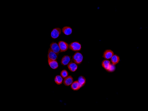 Immunofluorescent analysis of SW480 cells labeling UGT1A8 with ab172624 at 1/100 dilution (red). DAPI nuclear staining (blue).
