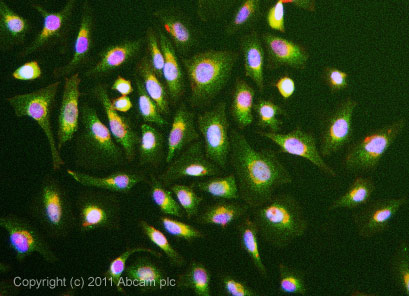 ICC/IF image of ab92610 stained HeLa cells. The cells were 4% formaldehyde fixed (10 min) and then incubated in 1%BSA / 10% normal goat serum / 0.3M glycine in 0.1% PBS-Tween for 1h to permeabilise the cells and block non-specific protein-protein interactions. The cells were then incubated with the antibody (ab92610, 5µg/ml) overnight at +4°C. The secondary antibody (green) was ab96899, DyLight® 488 goat anti-rabbit IgG (H+L) used at a 1/250 dilution for 1h. Alexa Fluor® 594 WGA was used to label plasma membranes (red) at a 1/200 dilution for 1h. DAPI was used to stain the cell nuclei (blue) at a concentration of 1.43µM.
