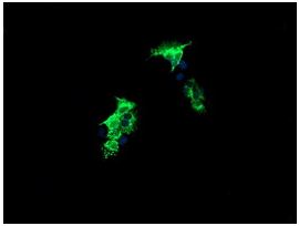 Immunofluorescent analysis of COS7 cells transiently transfected with pCMV6-ENTRY UMP/CMP kinase using ab139355 at 1/100 dilution.