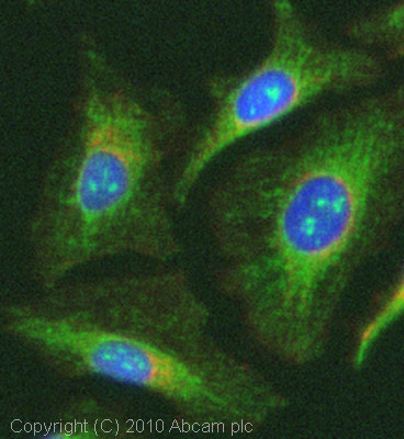ICC/IF image of ab78391 stained HeLa cells. The cells were 100% methanol fixed (5 min) and then incubated in 1%BSA / 10% normal goat serum / 0.3M glycine in 0.1% PBS-Tween for 1h to permeabilise the cells and block non-specific protein-protein interactions. The cells were then incubated with the antibody (ab78391, 5µg/ml) overnight at +4°C. The secondary antibody (green) was Alexa Fluor® 488 goat anti-rabbit IgG (H+L) used at a 1/1000 dilution for 1h. Alexa Fluor® 594 WGA was used to label plasma membranes (red) at a 1/200 dilution for 1h. DAPI was used to stain the cell nuclei (blue) at a concentration of 1.43µM. This antibody also gave a positive result in 100% methanol fixed (5 min) Hek293, HepG2 and MCF7 cells at 5µg/ml.