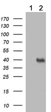 All lanes : Anti-RFPL2 + RFPL3 antibody (ab4000) at 1/180382 dilutionLane 1 : HE293T cell transfected with pCMV6-ENTRY control cDNALane 2 : HE293T cell transfected with pCMV6-ENTRY UPRT cDNALysates/proteins at 5 µg per lane.