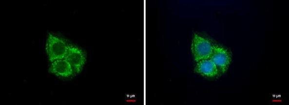 Immunofluorescence analysis of 4% paraformaldehyde-fixed HepG2 cells labeling UQCRC1 with ab184664 at 1/500 dilution (green). The slide on the right is counterstained with Hoechst 33342 (blue).