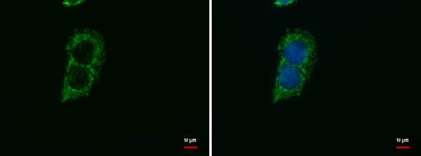 Immunofluorescent analysis of HepG2 cells (fixed in 4% paraformaldehyde at room temperature for 5 min) labeling UQCRC1 with ab184534 at 1/500 dilution (green). Blue: Hoechst 33342 staining.