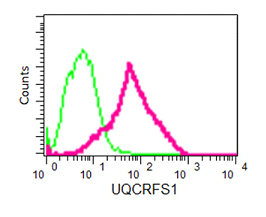 Flow cytometric analysis of HeLa cells (paraformaldehyde-fixed, 2%) labeling UQCRFS1with ab191079 at 1/280 dilution (red) or a rabbit IgG (negative) (green), followed by Goat anti rabbit IgG (FITC) secondary at 1/150 dilution.