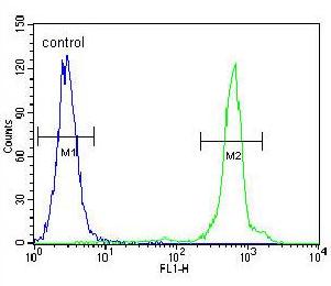 Flow cytometric analysis of Hela cells labeling UQCRFS1 with ab170470 at 1/10 dilution (right histogram), compared to negative control cells (left histogram). FITC-conjugated goat-anti-rabbit secondary antibodies were used for the analysis.