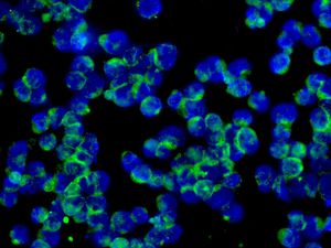 Immunofluorescent analysis of HL60 cells labelling UQCRH with ab134949 at 1/250 dilution.