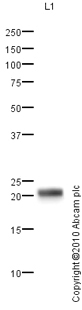 Anti-Urocortin 3 antibody (ab79121) at 1 µg/ml + Brain: pituitary gland (Human) Whole Cell Lysate - adult normal tissue (ab29749) at 10 µgSecondaryGoat polyclonal to Rabbit IgG - H&L - Pre-Adsorbed (HRP) at 1/3000 dilutiondeveloped using the ECL techniquePerformed under reducing conditions.