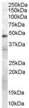 Anti-Urokinase antibody (ab40841) at 0.3 µg/ml + 293 lysate (35µg protein in RIPA buffer).