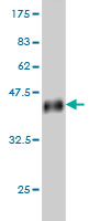 Western blot against tagged recombinant protein immunogen using ab57688 Uroplakin Ib antibody at 1ug/ml.