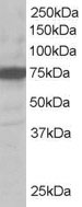ab19045 (1µg/ml) staining of 293 lysate (35µg protein in RIPA buffer) approx. 75kDa. Primary incubation was 1 hour. Detected by chemiluminescence. 