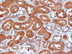 ab19045 (10µg/ml) staining of Human Kidney by IHC-P. Microwaved antigen retrieval with citrate buffer (pH 6), HRP-staining.