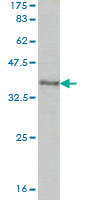 Western blot against tagged recombinant protein immunogen using ab56812 USH1C antibody at 1ug/ml.
