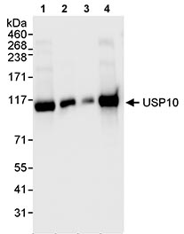 All lanes : Anti-USP10 antibody (ab70895) at 0.04 µg/mlLane 1 : Whole cell lysate from HeLa cells at 50 µgLane 2 : Whole cell lysate from HeLa cells at 15 µgLane 3 : Whole cell lysate from HeLa cells at 5 µgLane 4 : Whole cell lysate from 293T cells at 50 µg