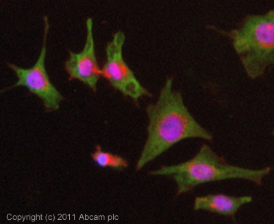 ICC/IF image of ab70895 stained HeLa cells. The cells were 4% formaldehyde fixed (10 min) and then incubated in 1%BSA / 10% normal goat serum / 0.3M glycine in 0.1% PBS-Tween for 1h to permeabilise the cells and block non-specific protein-protein interactions. The cells were then incubated with the antibody (ab70895, 1µg/ml) overnight at +4°C. The secondary antibody (green) was Alexa Fluor® 488 goat anti-rabbit IgG (H+L) used at a 1/1000 dilution for 1h. Alexa Fluor® 594 WGA was used to label plasma membranes (red) at a 1/200 dilution for 1h. DAPI was used to stain the cell nuclei (blue) at a concentration of 1.43µM.