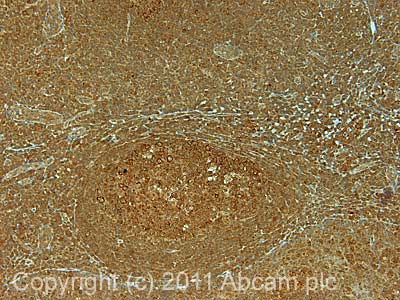 IHC image of ab70895 staining in human normal tonsil formalin fixed paraffin embedded tissue section, performed on a Leica BondTM system using the standard protocol F. The section was pre-treated using heat mediated antigen retrieval with sodium citrate buffer (pH6, epitope retrieval solution 1) for 20 mins. The section was then incubated with ab70895, 5µg/ml, for 15 mins at room temperature and detected using an HRP conjugated compact polymer system. DAB was used as the chromogen. The section was then counterstained with haematoxylin and mounted with DPX.For other IHC staining systems (automated and non-automated) customers should optimize variable parameters such as antigen retrieval conditions, primary antibody concentration and antibody incubation times.